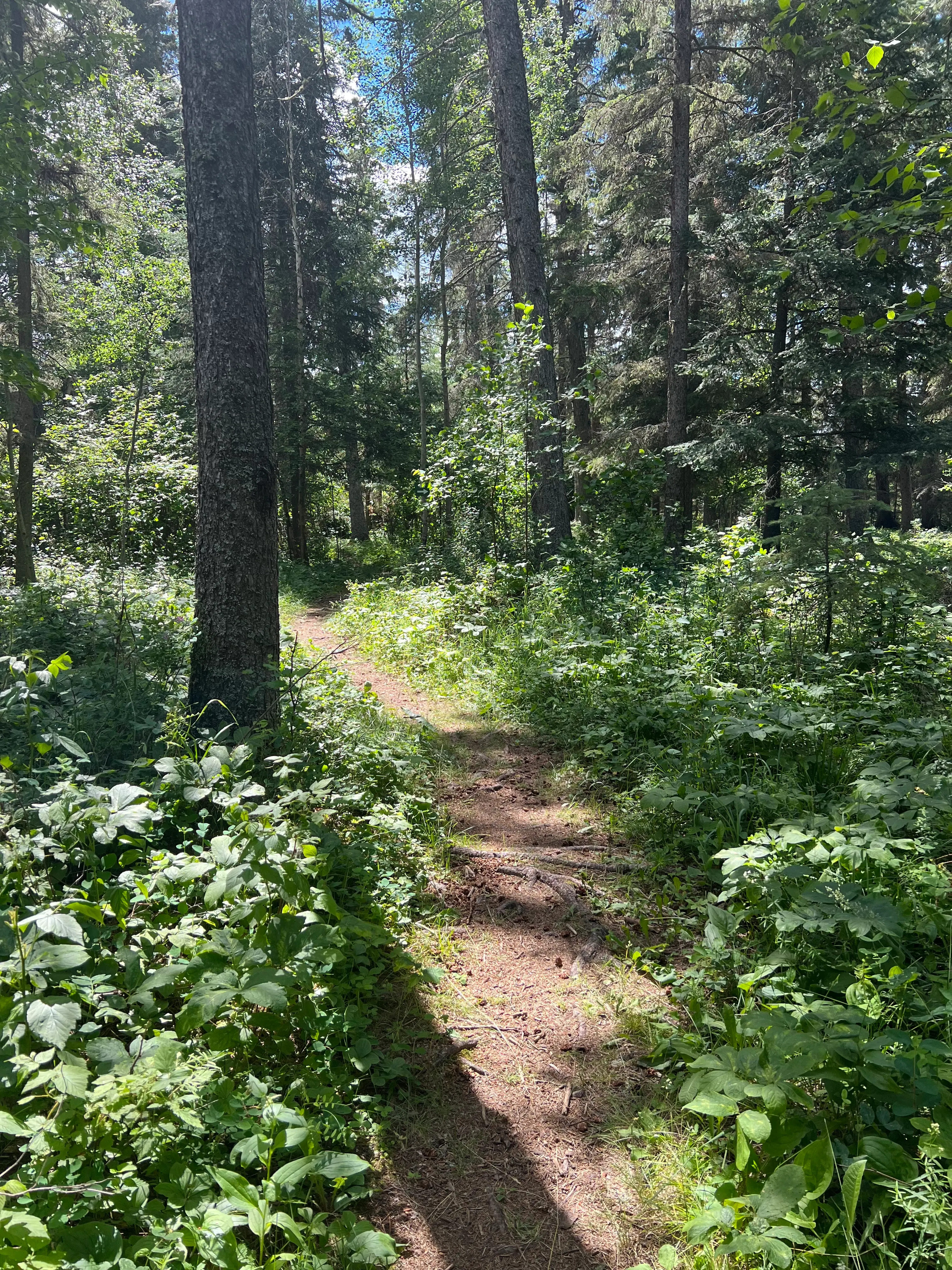 Emma Lake walking trail